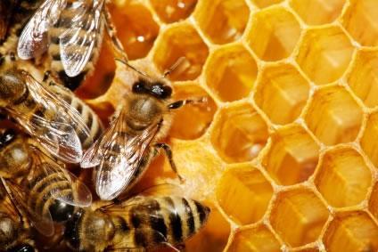 las-abejas-miel.jpg